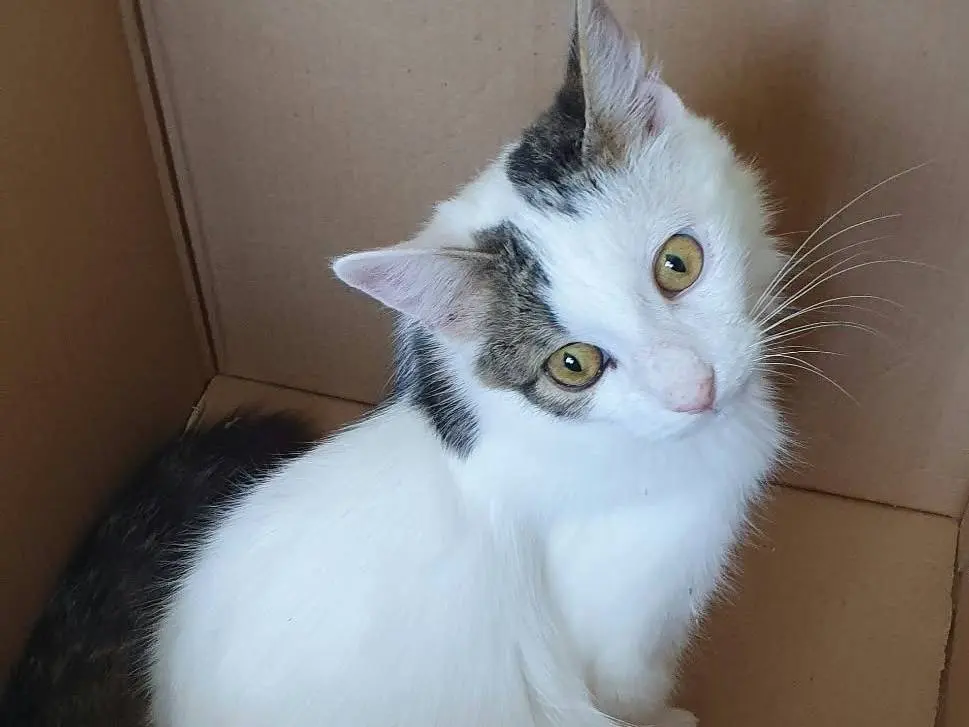 Adotta il gatto Principe a Monza