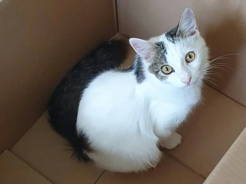 Vuoi adottare un gatto a Monza?