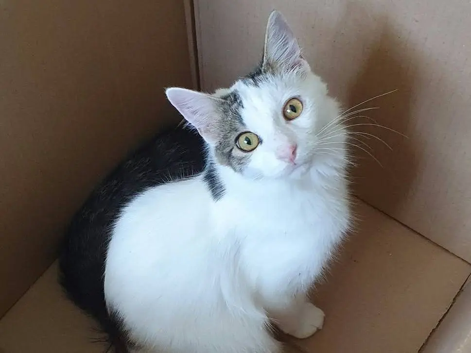 Adotta un gatto, taglia non valida, maschio, Monza