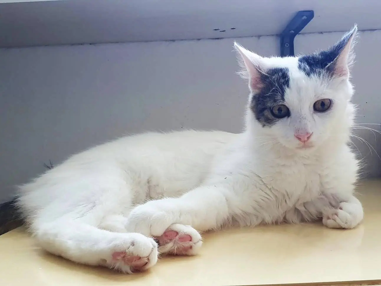 Adotta un gatto, maschio, 5 mesi, Monza
