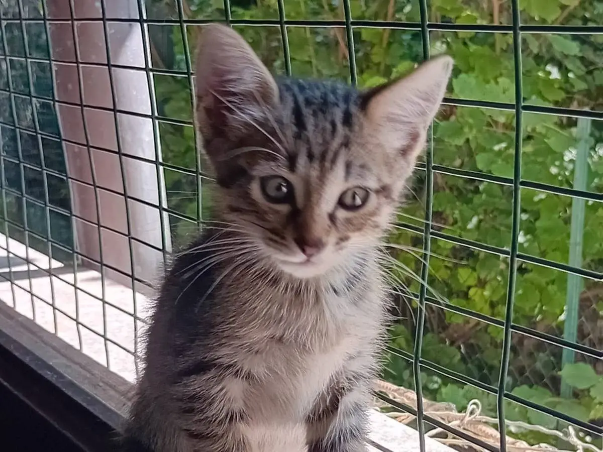 Adotta un gatto, taglia non valida, femmina, Varese