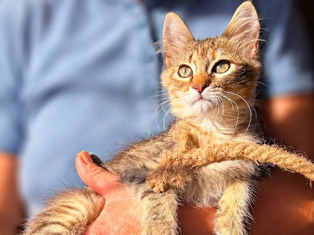 Adotta il gatto Fiorenza a Varese