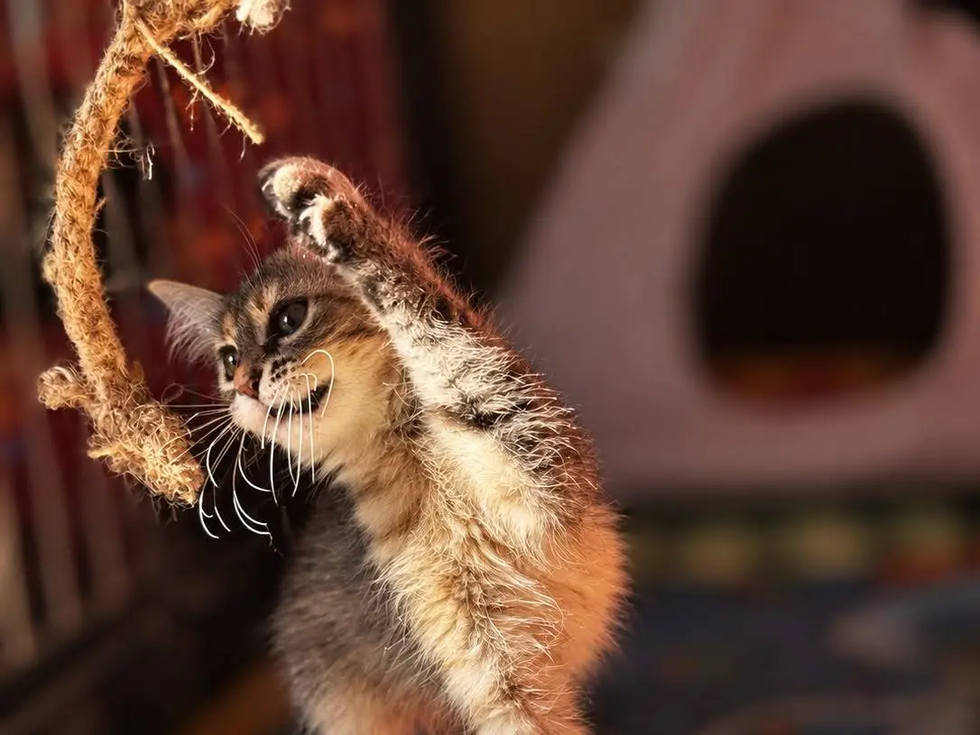 Adotta un gatto, femmina, 6 mesi, Varese