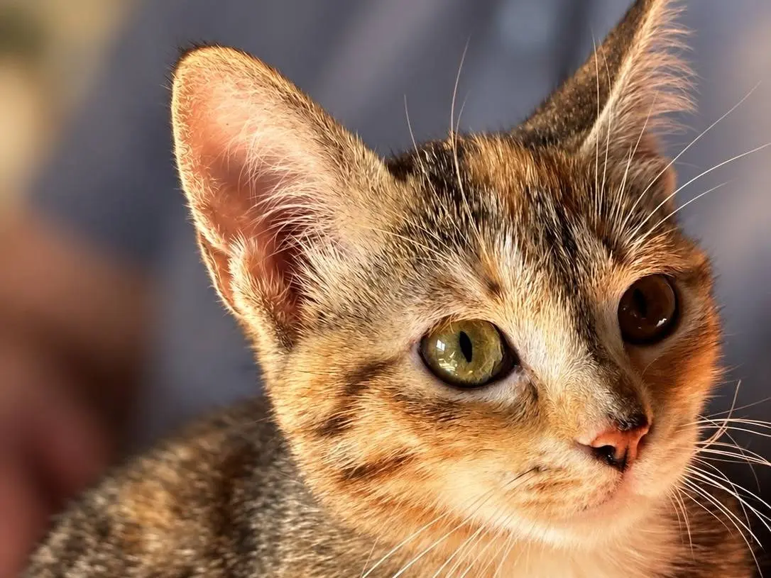 Adozione gatto, femmina, Razza sconosciuta Razza sconosciuta, 6 mesi, taglia non valida, Varese