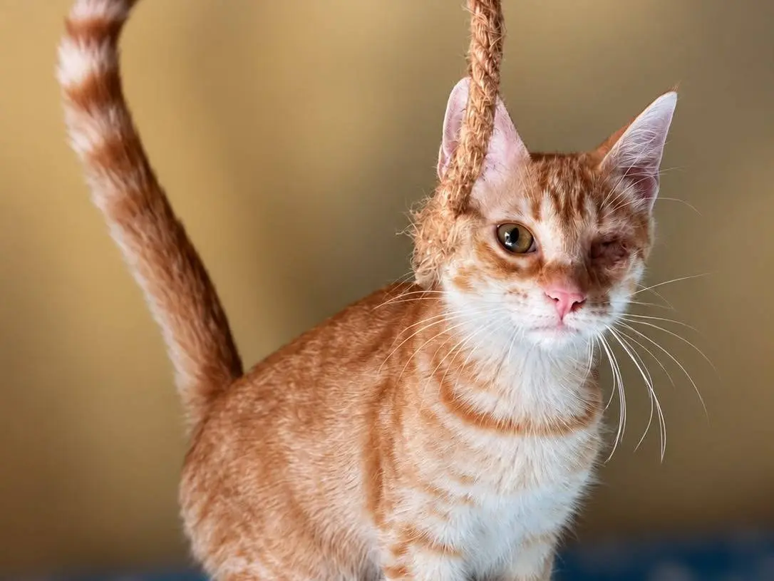 Vuoi adottare un gatto a Varese?