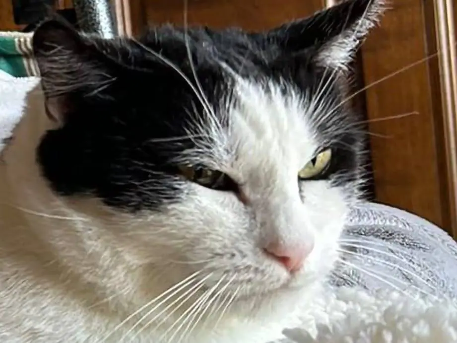 Adotta un gatto, maschio, 12 anni e 5 mesi, Napoli