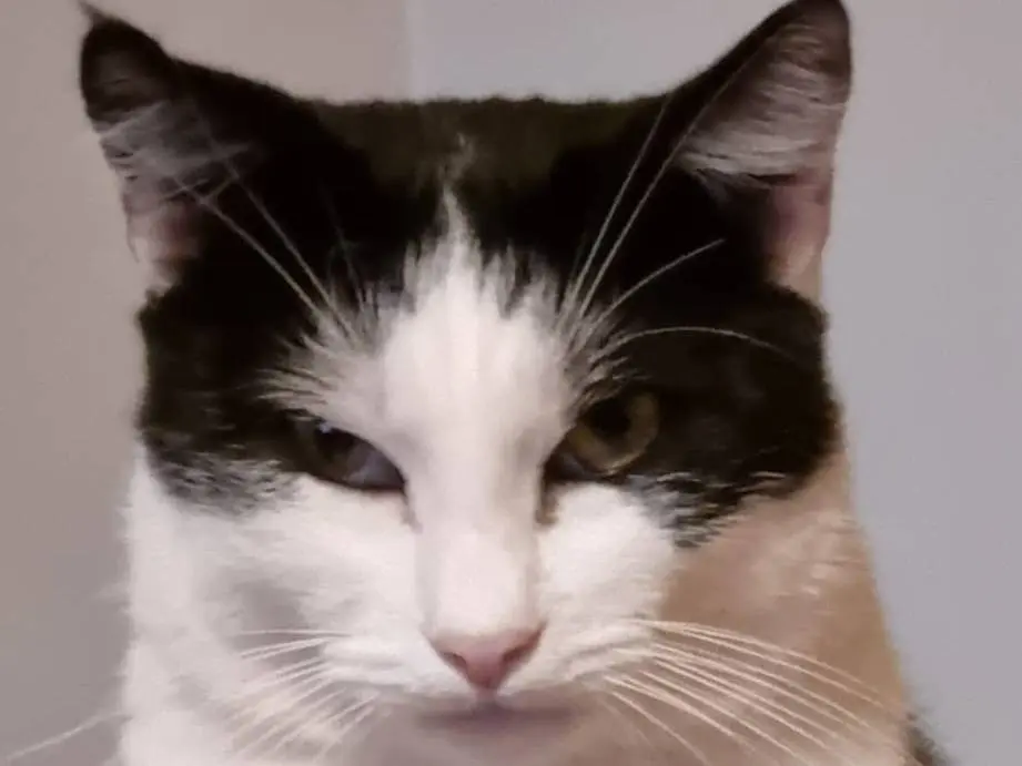 Adozione gatto, maschio, meticcio, 12 anni e 5 mesi, taglia non valida, Napoli