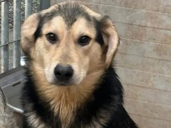 Adotta un cane, maschio, 1 anno e 7 mesi, Cosenza
