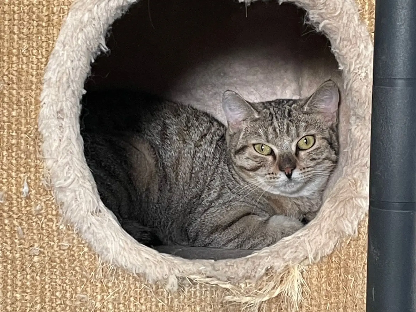 Vuoi adottare un gatto a Milano?