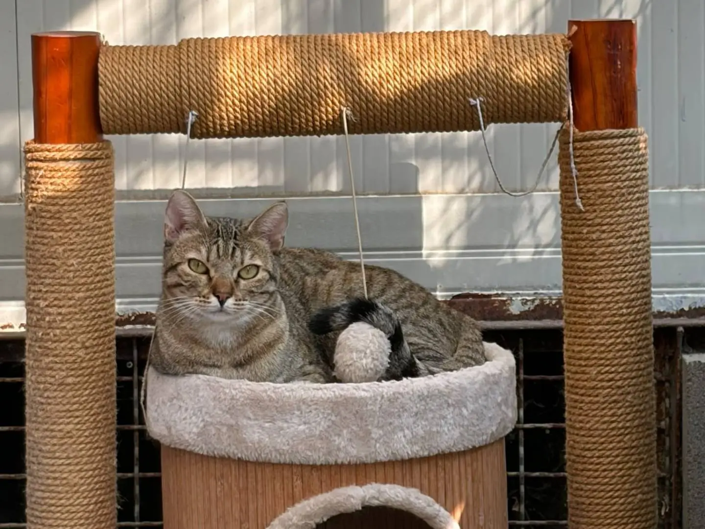 Adotta un gatto, taglia non valida, femmina, Milano
