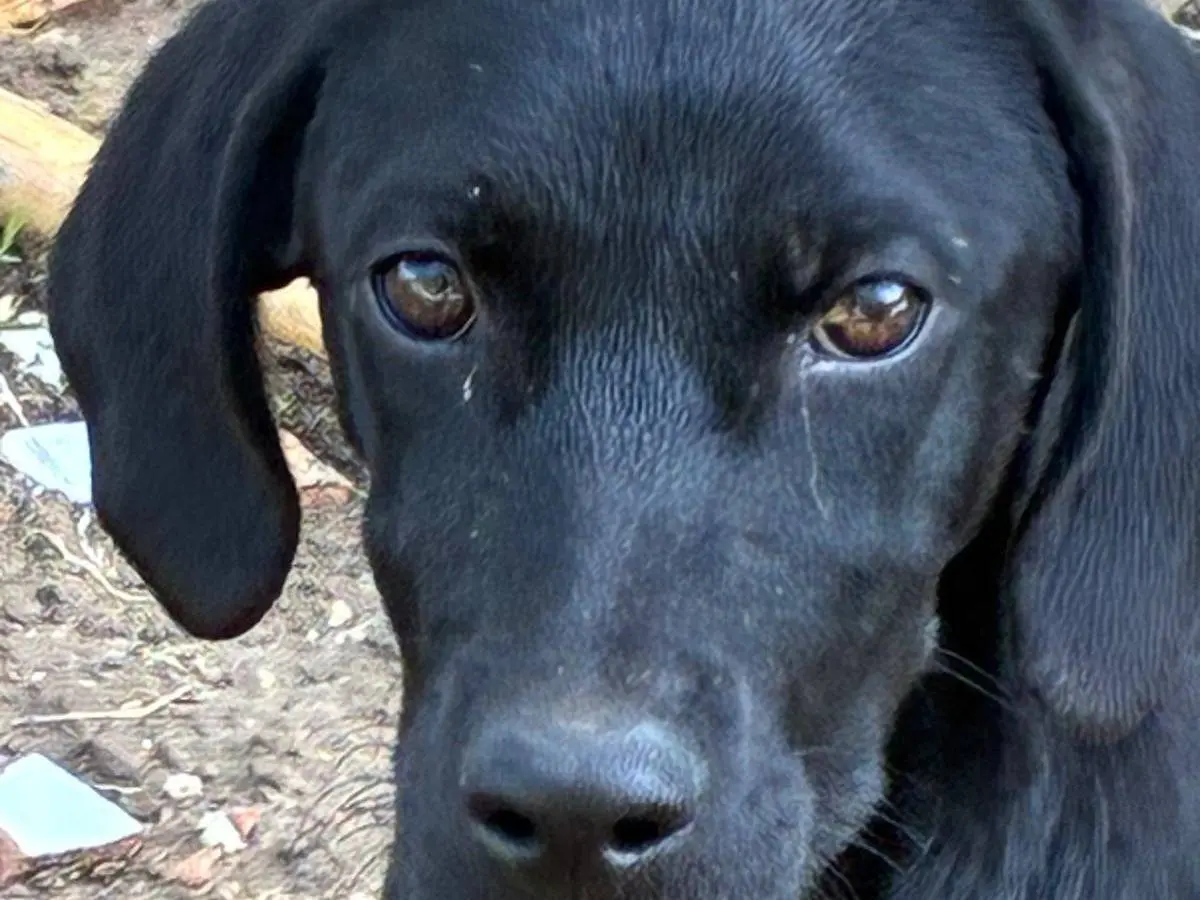 Adozione cane, maschio, Segugio Razza sconosciuta, 5 mesi, taglia media contenuta, Latina