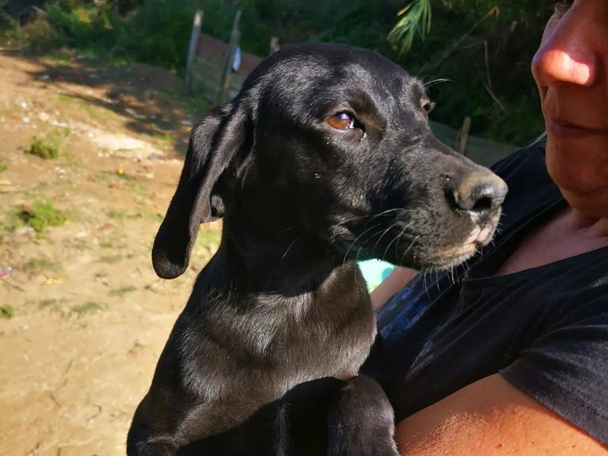 Vuoi adottare un cane a Latina?