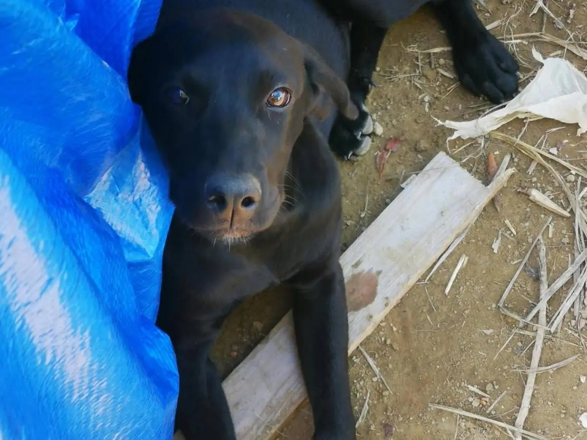 Adotta un cane, maschio, 5 mesi, Latina