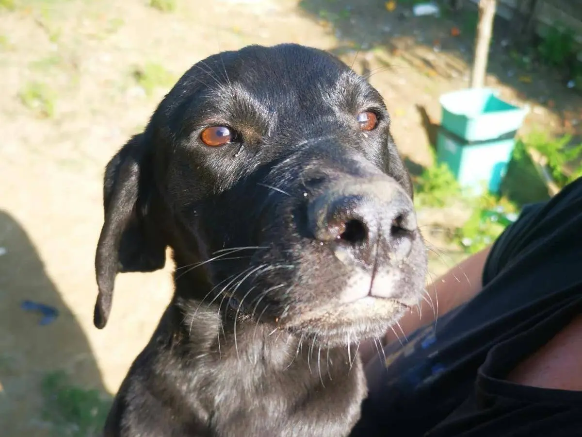 Adotta un cane, taglia media contenuta, maschio, Latina