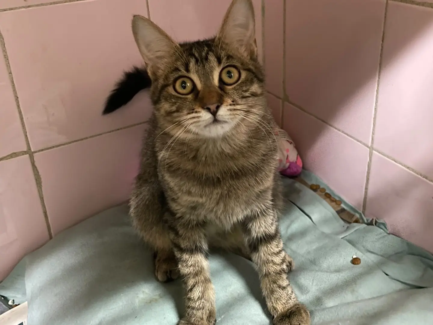 Adozione gatto, femmina, Razza sconosciuta Razza sconosciuta, 5 mesi, taglia non valida, Milano