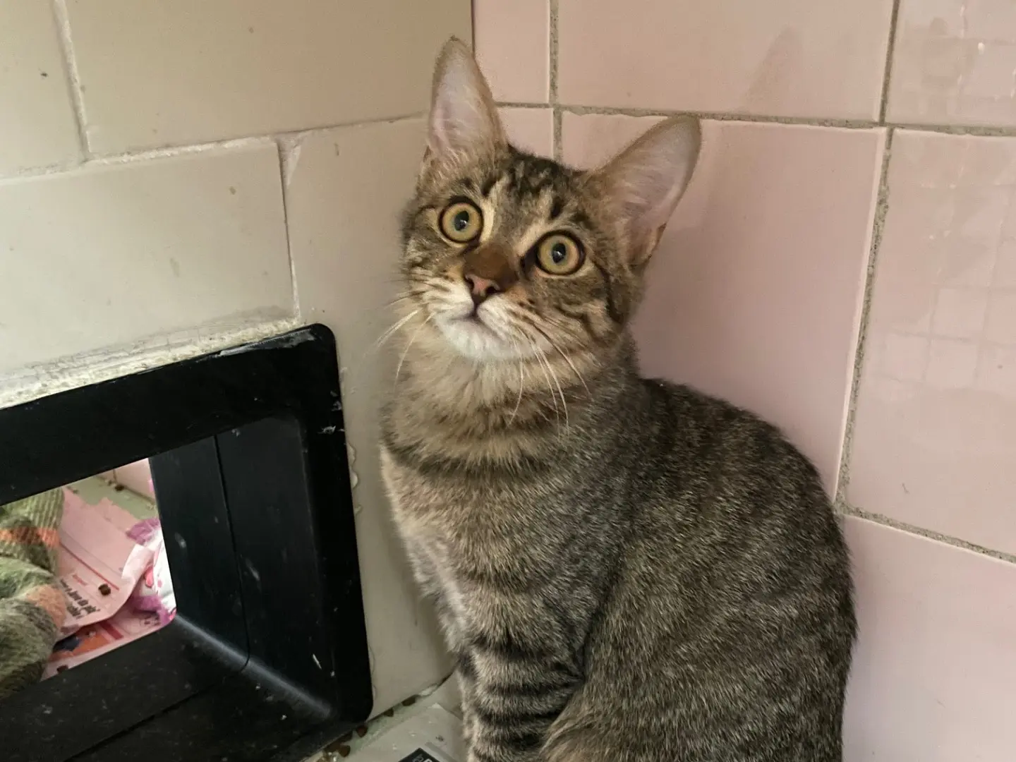 Adotta un gatto, femmina, 5 mesi, Milano
