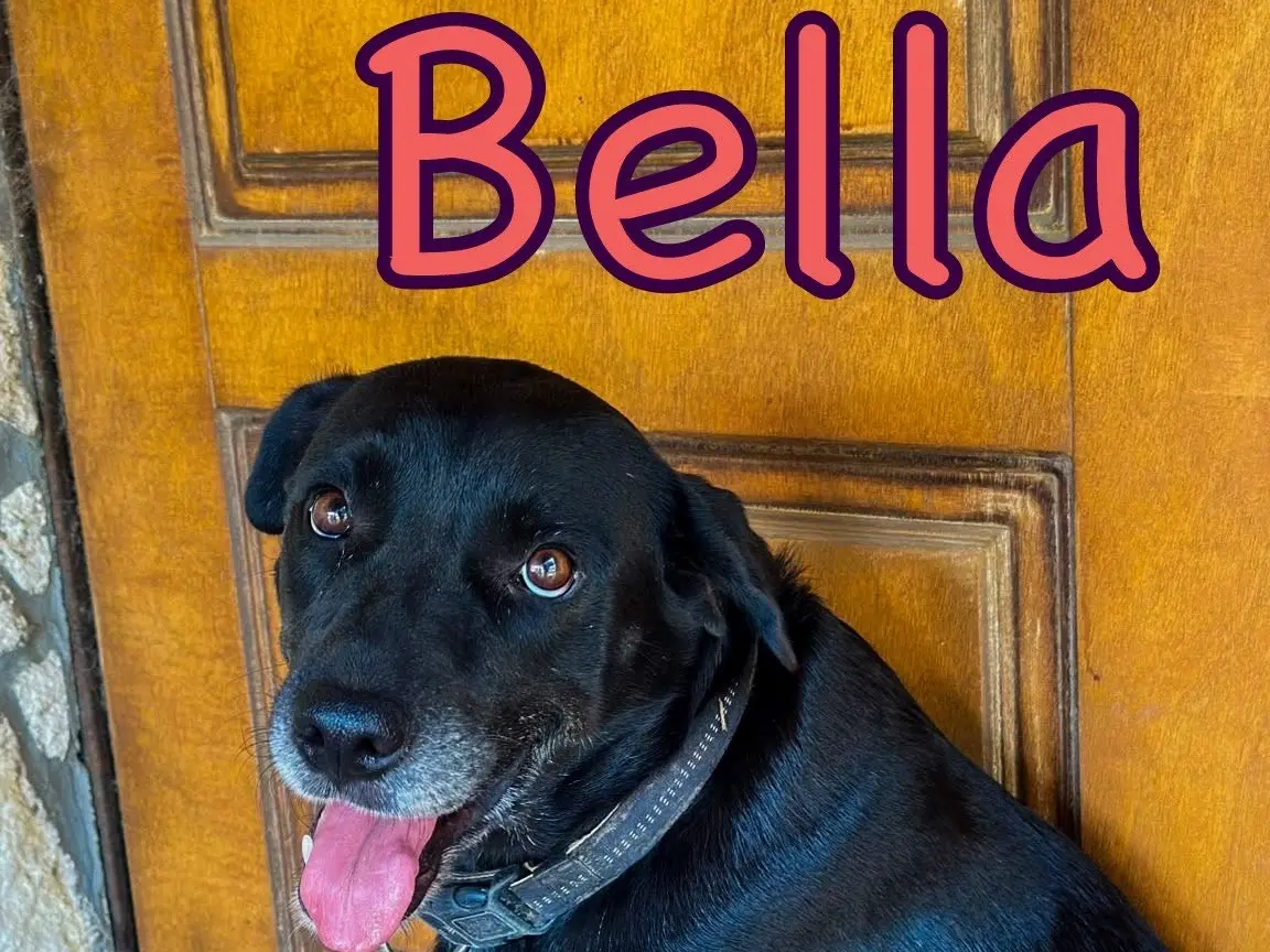 Adotta un cane, femmina, 7 anni e 1 mese, Crotone