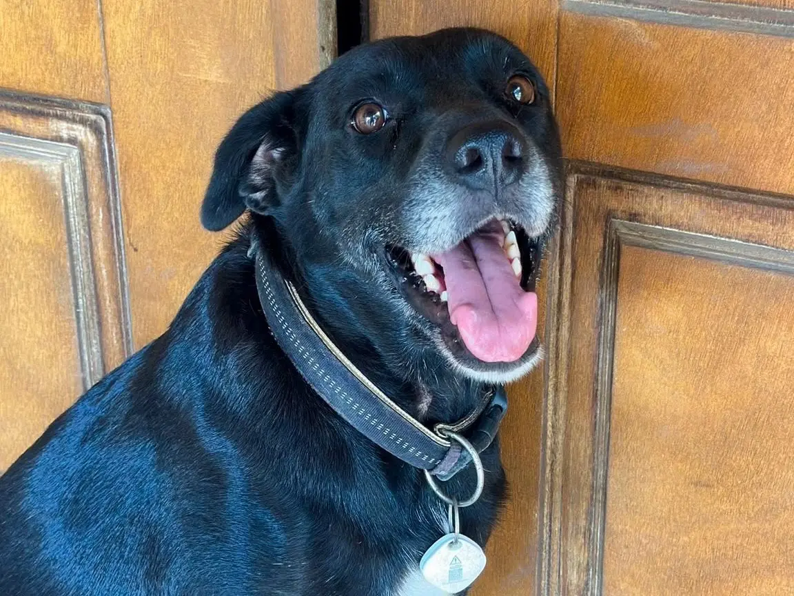 Adozione cane, femmina, Razza sconosciuta Razza sconosciuta, 7 anni e 1 mese, taglia grande, Crotone