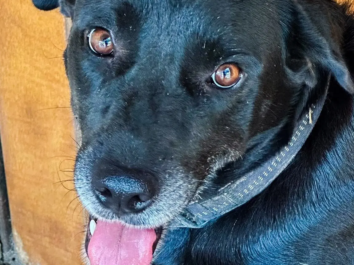 Adotta un cane, taglia grande, femmina, Crotone