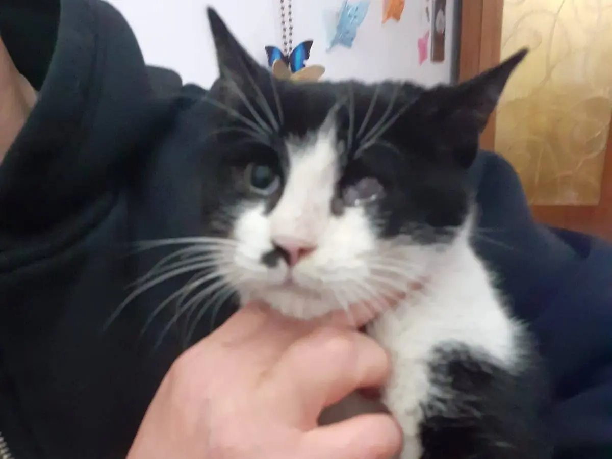 Adotta un gatto, femmina, 3 anni e 9 mesi, Milano
