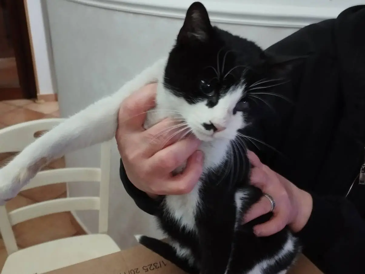 Adotta un gatto, taglia non valida, femmina, Milano