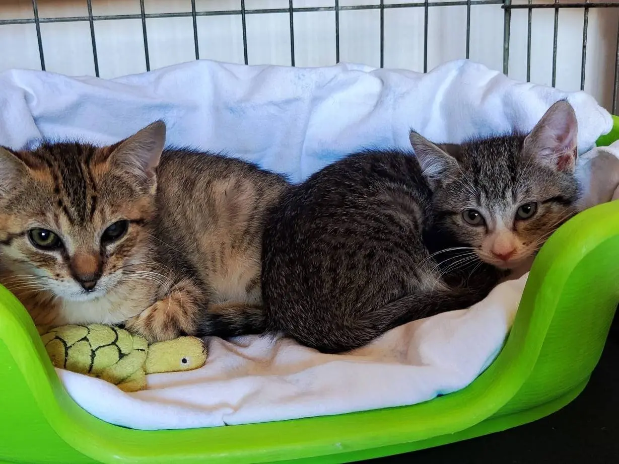 Vuoi adottare un gatto a Bari?