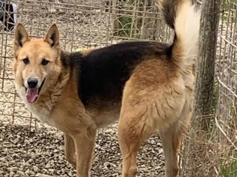 Adotta il cane Becks a Napoli