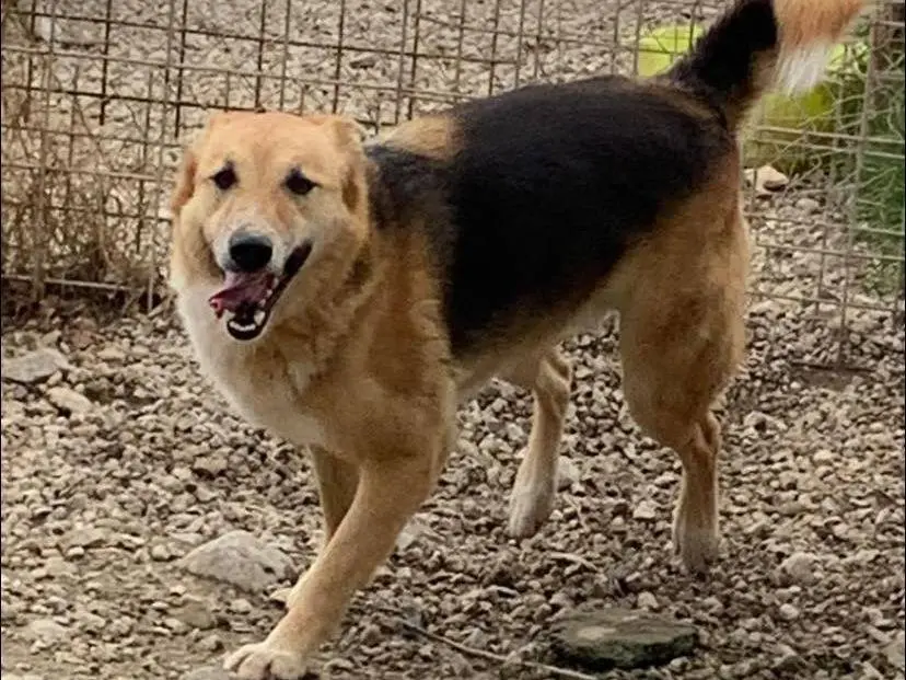 Vuoi adottare un cane a Napoli?