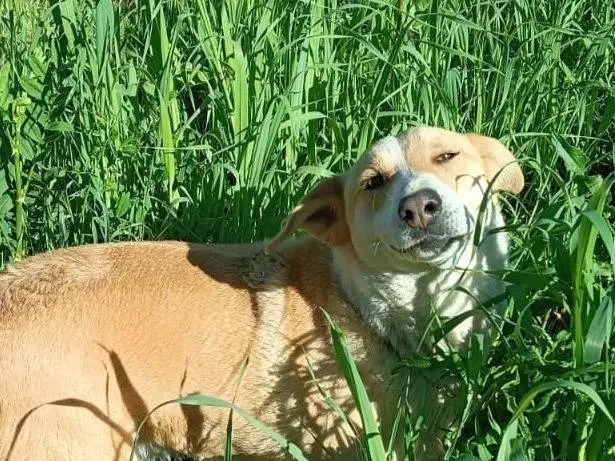 Adozione cane, maschio, Razza sconosciuta Razza sconosciuta, 5 anni e 3 mesi, taglia grande, Avellino