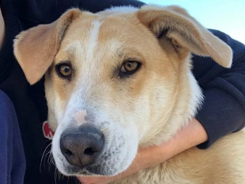 Adotta un cane, maschio, 5 anni e 3 mesi, Avellino