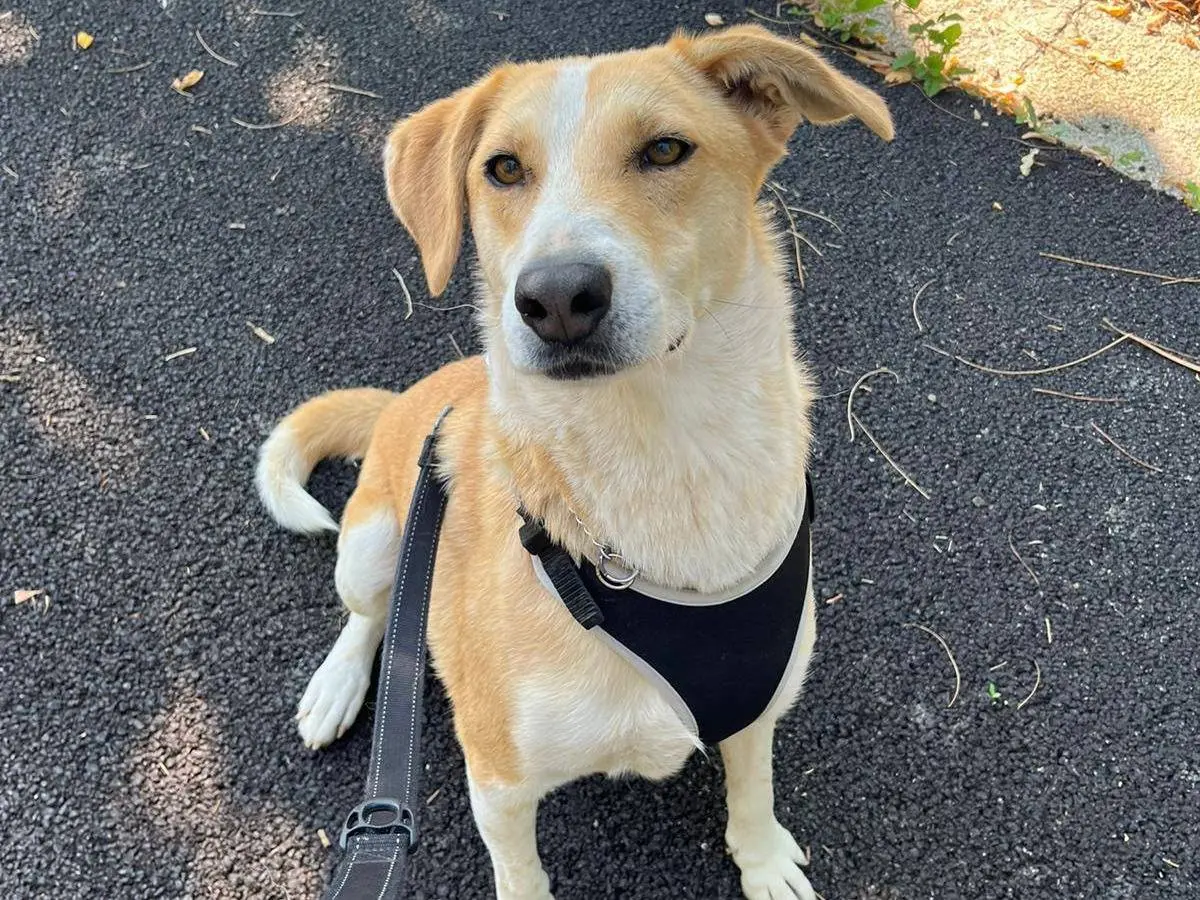 Vuoi adottare un cane a Avellino?