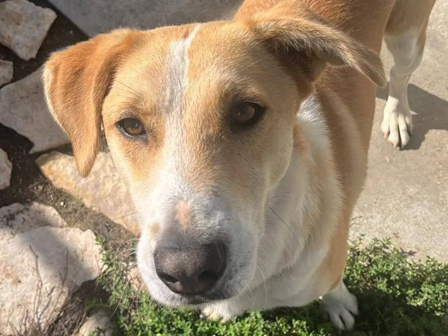 Adotta un cane, taglia grande, maschio, Avellino