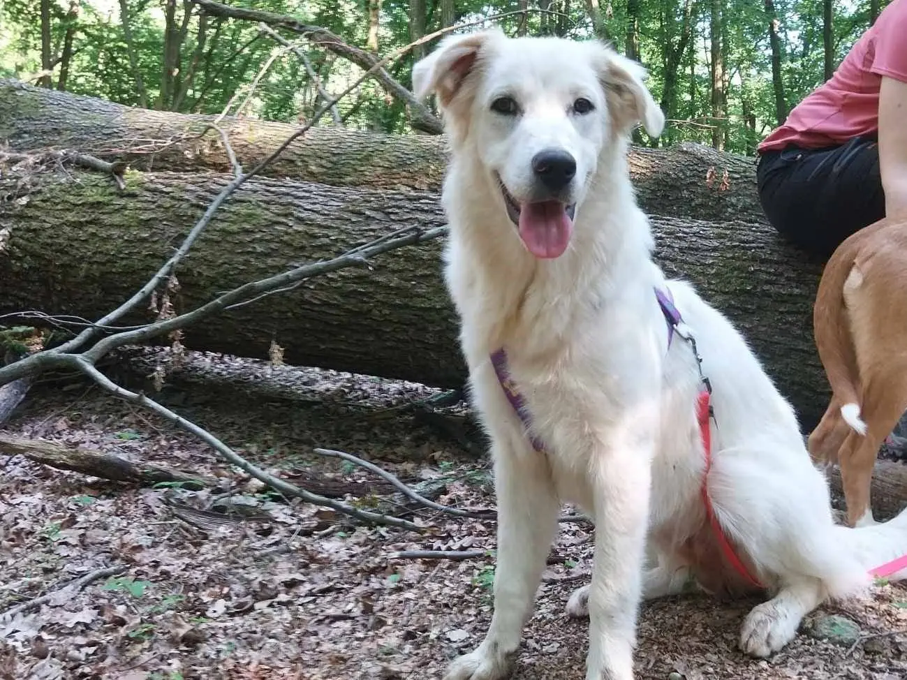 Adotta un cane, femmina, 3 anni, Como