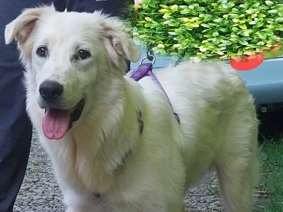 Adotta un cane, taglia media, femmina, Como