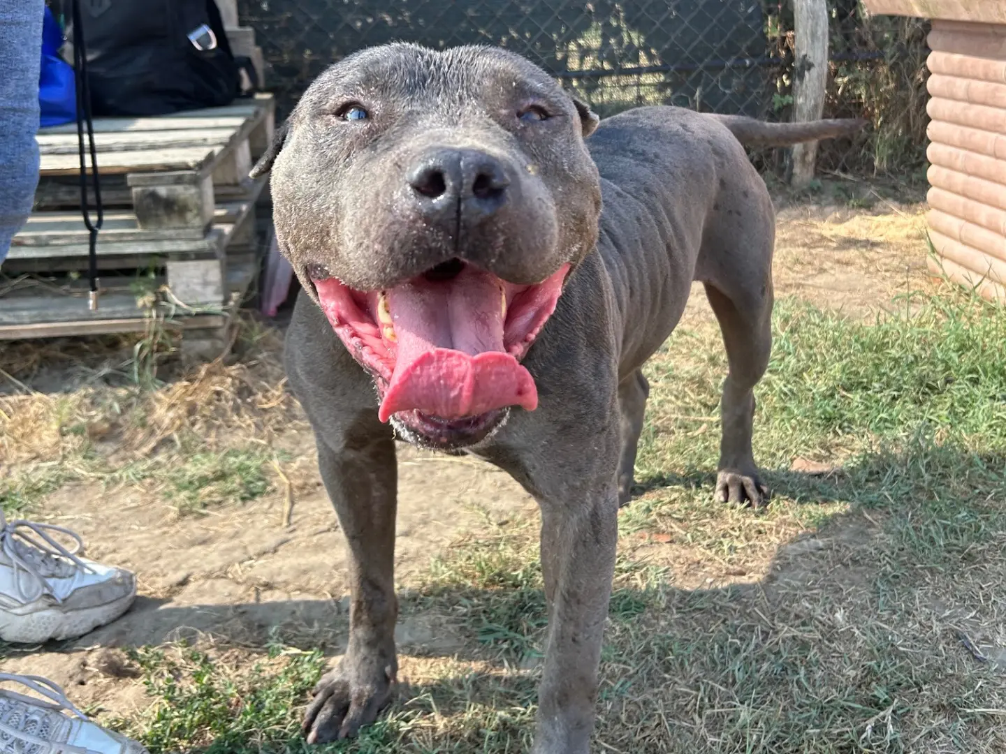 Adotta un cane, maschio, 10 anni e 3 mesi, Latina