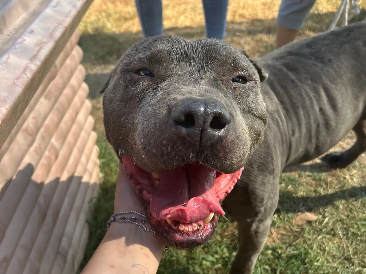 Adozione cane, maschio, Pitbull Razza sconosciuta, 10 anni e 3 mesi, taglia media, Latina