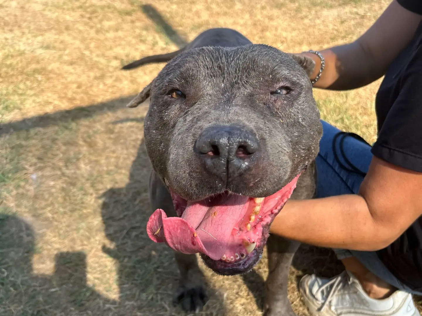 Adotta il cane Bambacione a Latina
