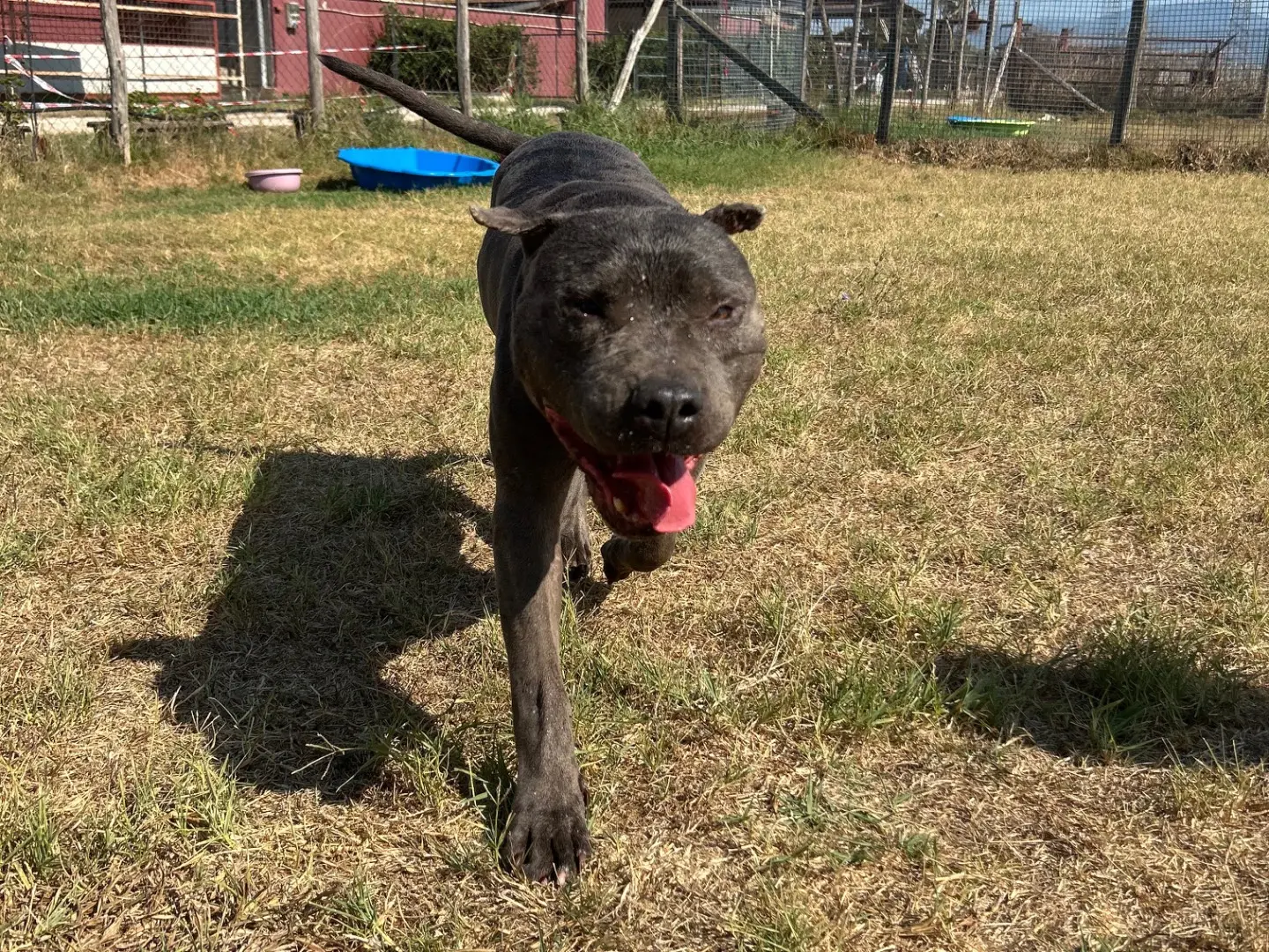 Vuoi adottare un cane a Latina?