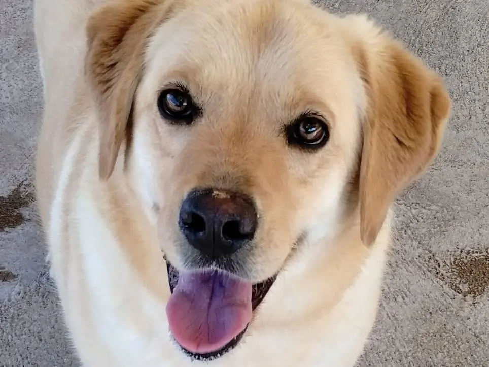Adozione cane, maschio, Labrador Retriever Razza sconosciuta, 3 anni e 4 mesi, taglia media, Latina