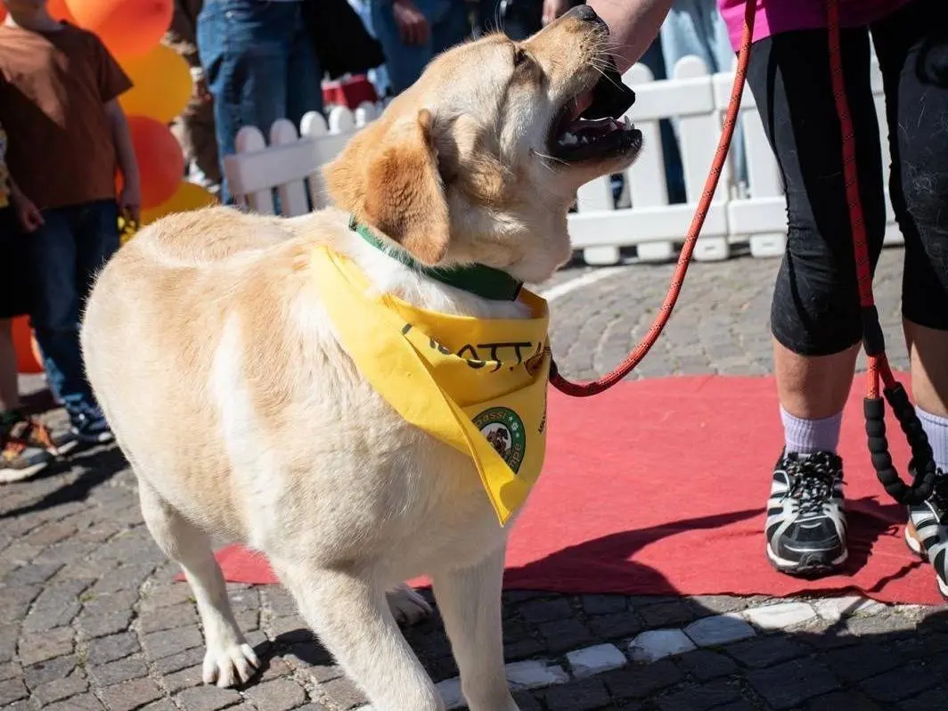 Adotta un cane, maschio, 3 anni e 4 mesi, Latina
