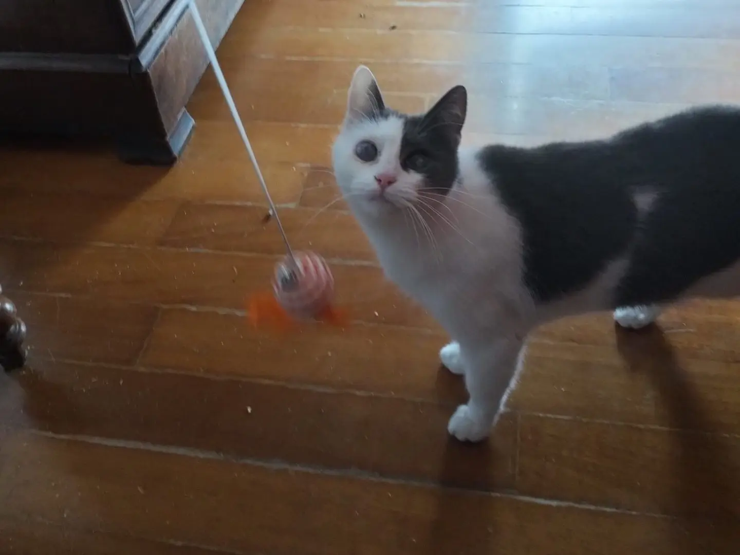 Adotta un gatto, taglia non valida, maschio, Messina