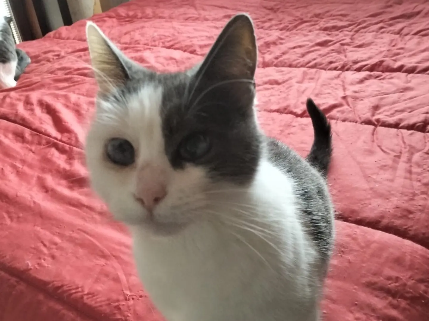 Vuoi adottare un gatto a Messina?