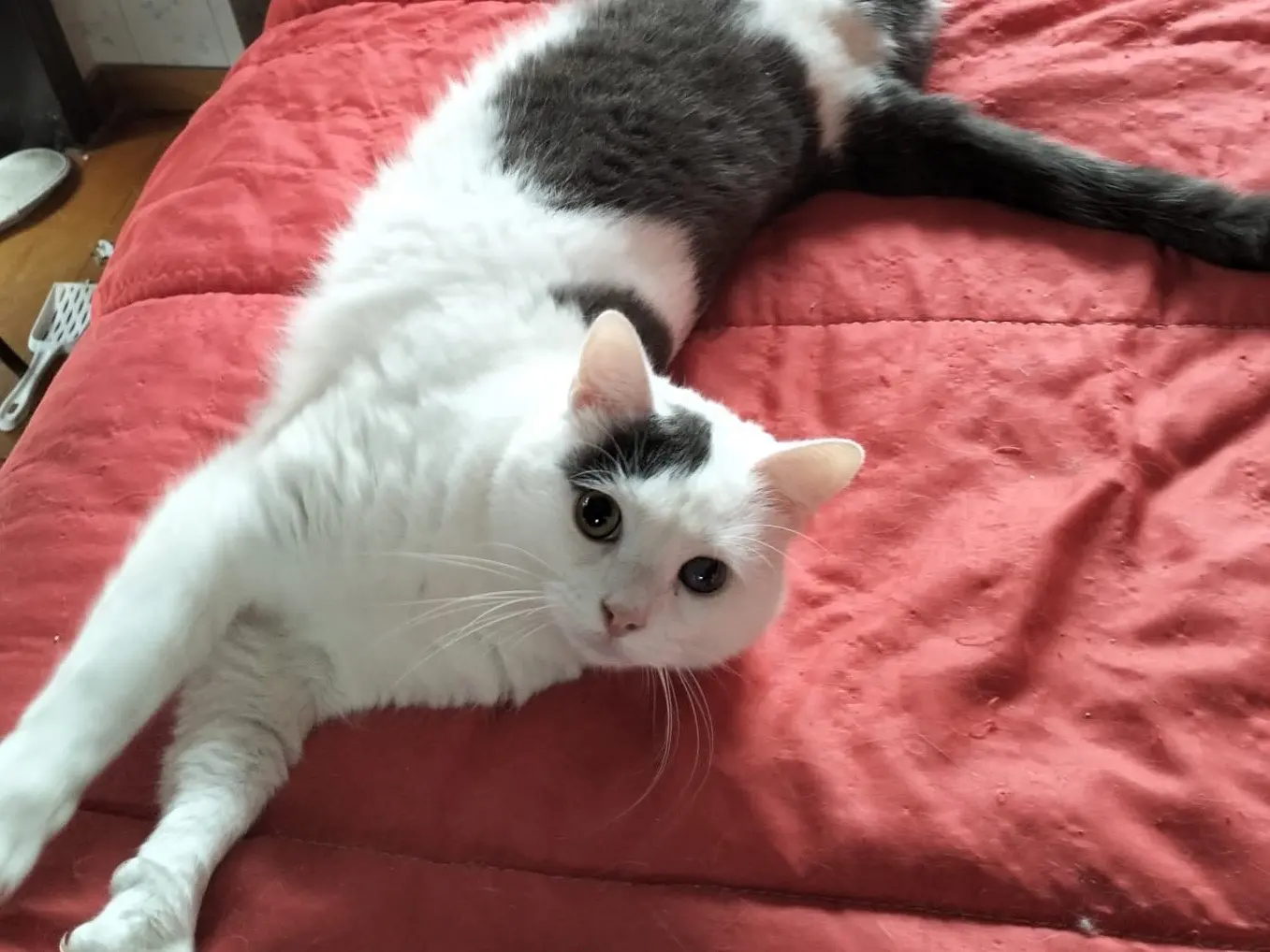 Adotta un gatto, maschio, 2 anni e 1 mese, Messina