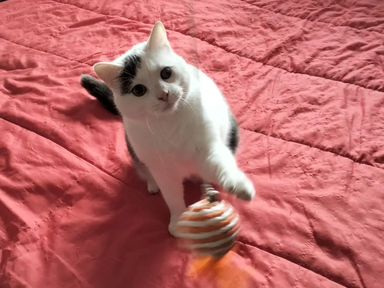 Adozione gatto, maschio, Razza sconosciuta Razza sconosciuta, 2 anni e 1 mese, taglia non valida, Messina