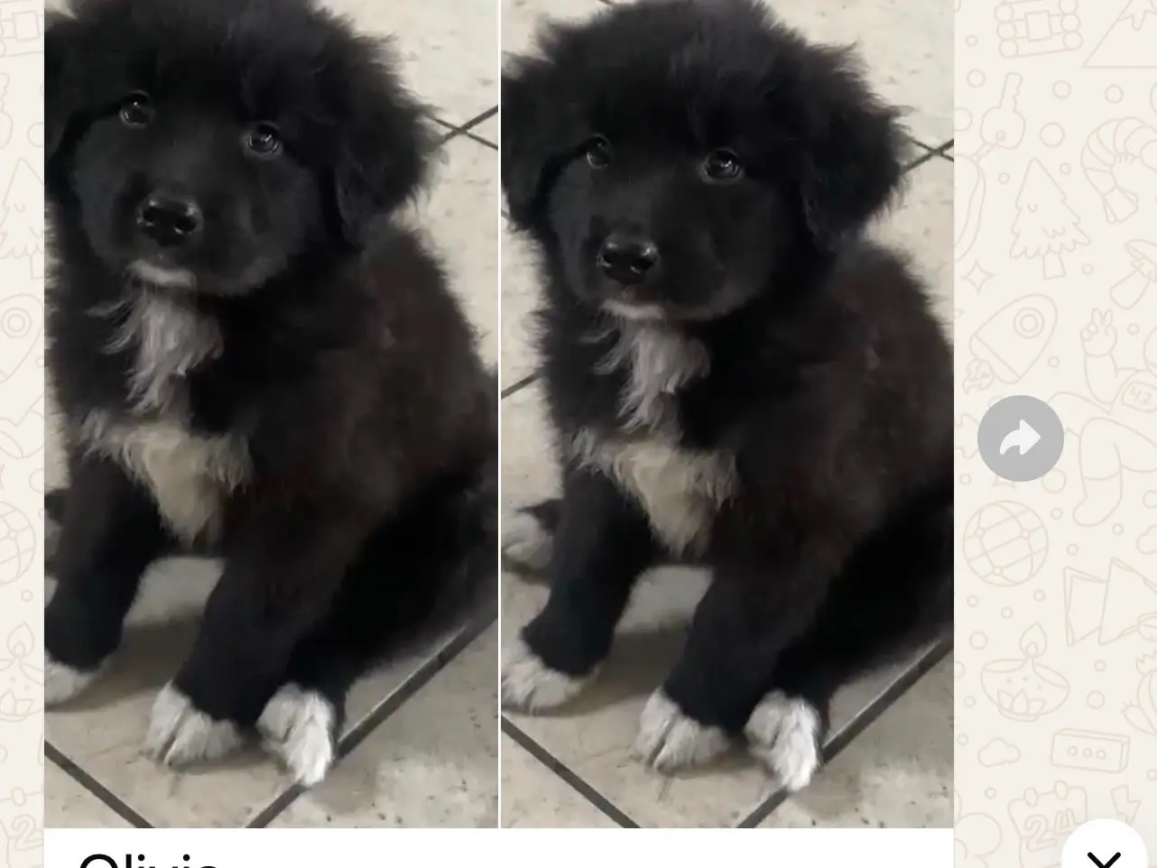 Adotta un cane, femmina, 4 mesi, Latina
