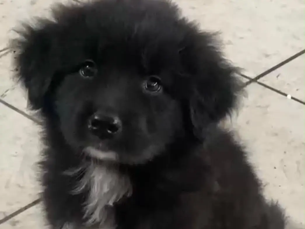 Adozione cane, femmina, Razza sconosciuta Razza sconosciuta, 4 mesi, taglia grande, Latina