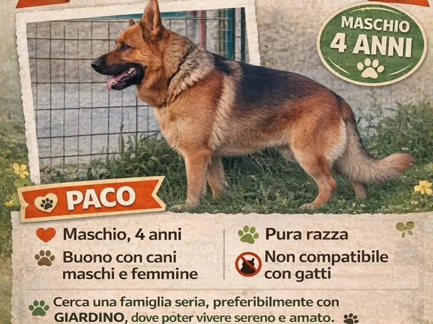 Foto 1 dell'animale