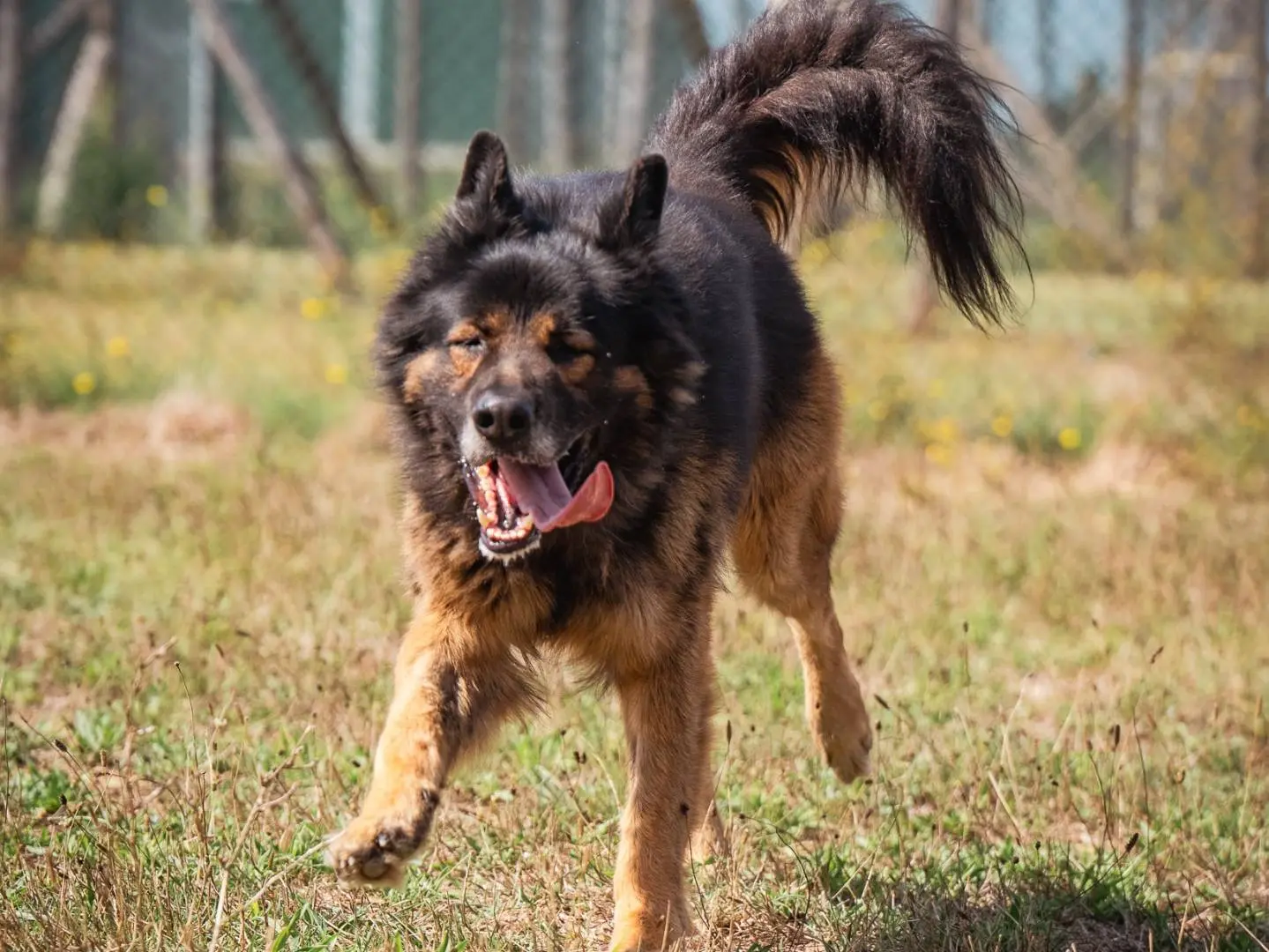 Vuoi adottare un cane a Pisa?