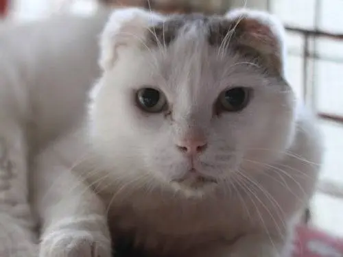 Adozione gatto, maschio, Razza sconosciuta Razza sconosciuta, 10 anni e 7 mesi, taglia non valida, Monza