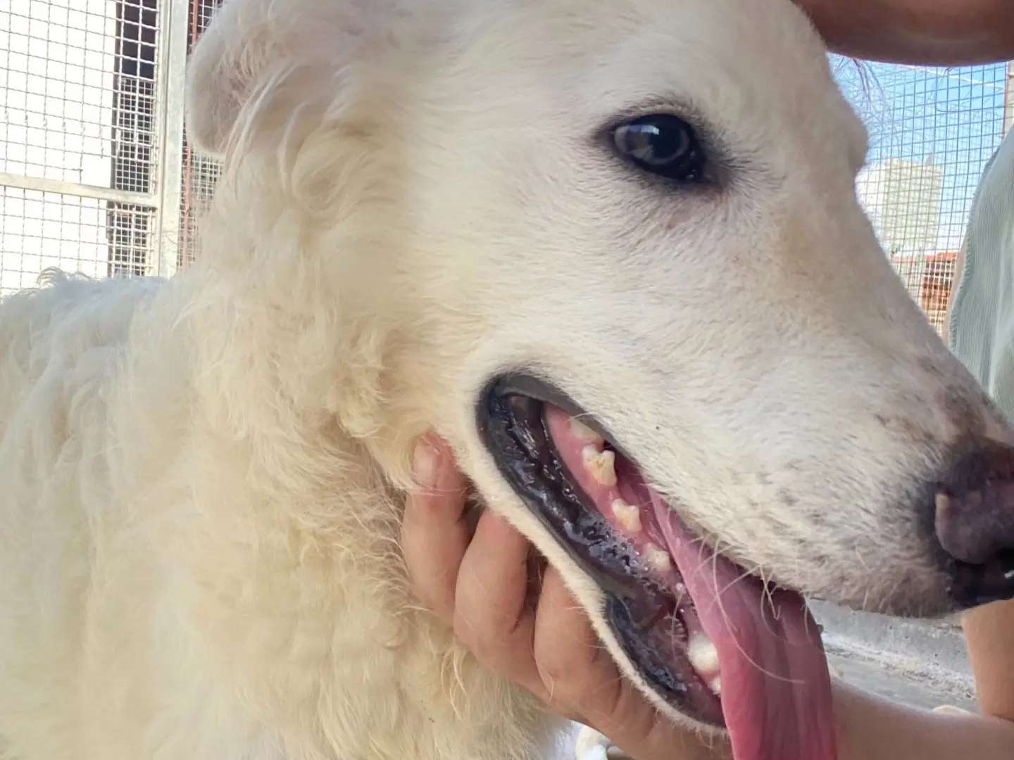 Vuoi adottare un cane a Latina?